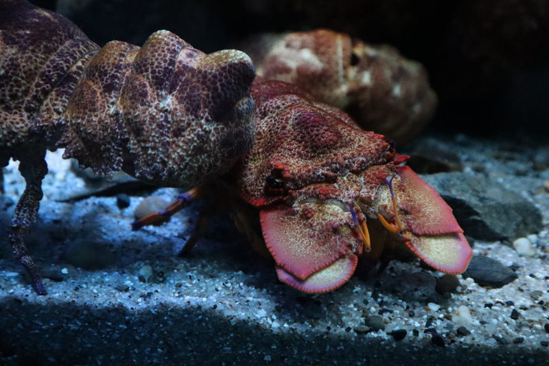 f:id:itsuwalove777:20210128014747j:plain