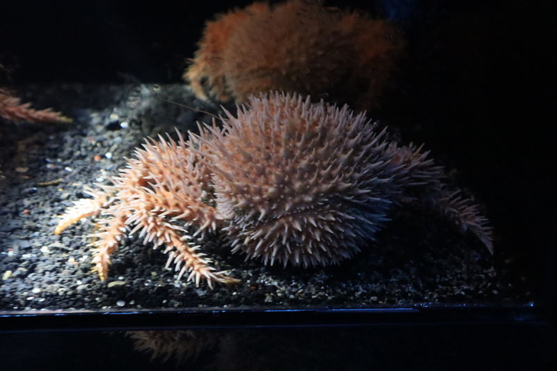 激レア【乾燥標本】イガグリガニ① 深海生物 甲幅約11cm 標本