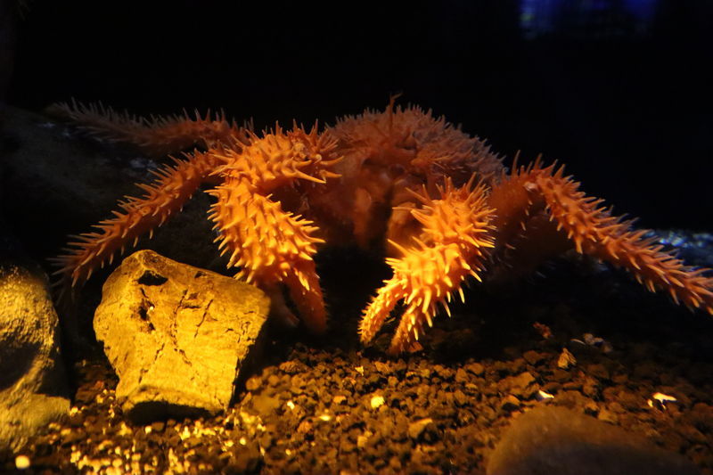 水族館甲殻類図鑑-イガグリガニ(Paralomis hystrix) - 動物園
