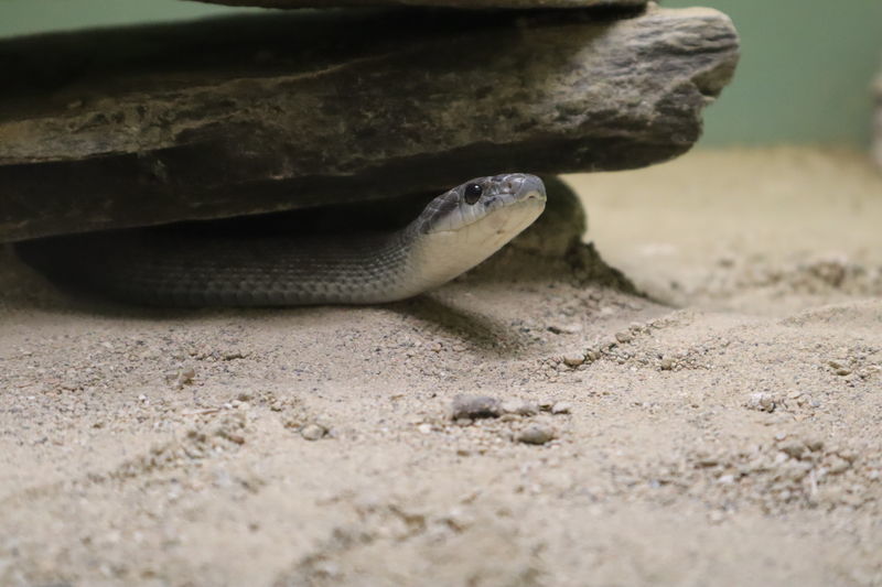 f:id:itsuwalove777:20210212220325j:plain