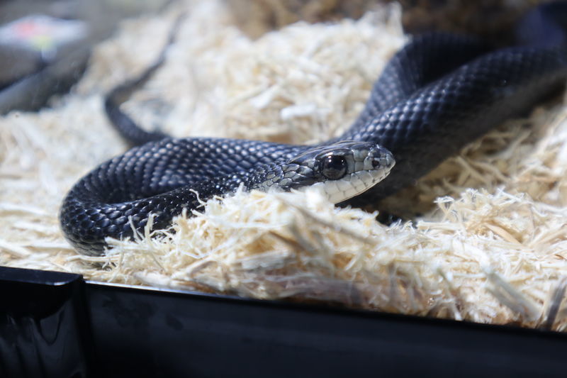 動物園・水族館爬虫類図鑑-シマヘビ(Elaphe quadrivirgata