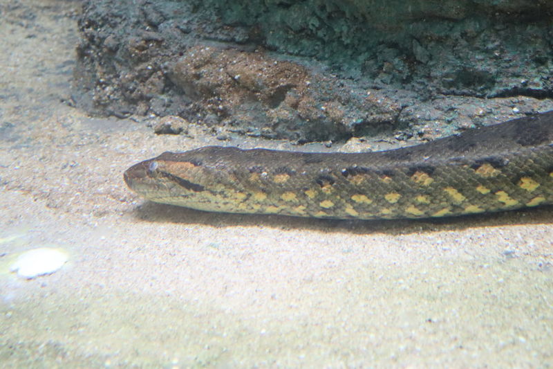 動物園 水族館爬虫類図鑑 オオアナコンダ Eunectes Murinus 動物園 水族館に行こう