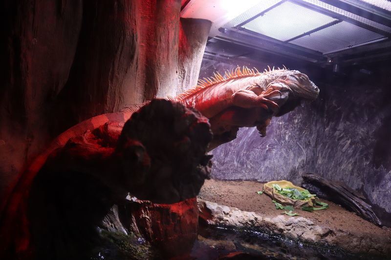 いぐあな イグアナ亜科 - Wikipedia