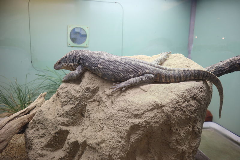 オオトカゲ科