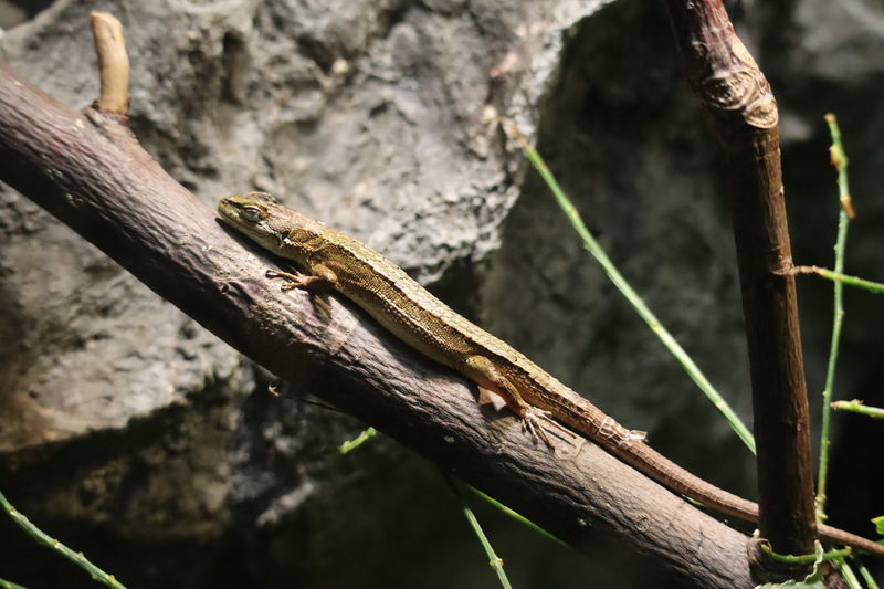 動物園・水族館爬虫類図鑑-ニホンカナヘビ(Takydromus