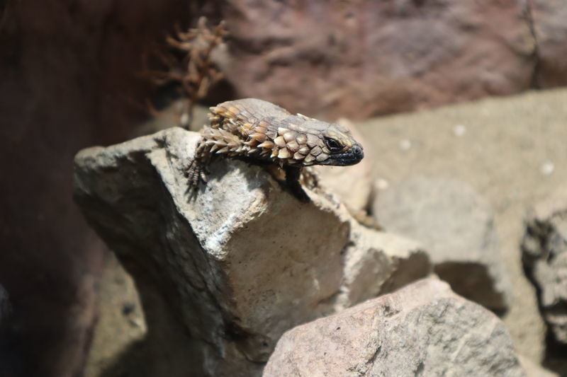 動物園・水族館爬虫類図鑑-アルマジロトカゲ(Ouroborus