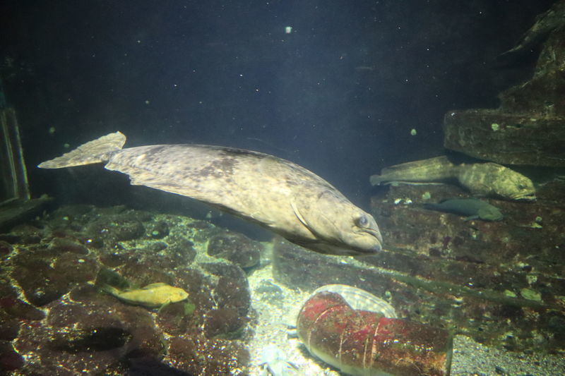 水族館魚図鑑 オヒョウ Hippoglossus Stenolepis 動物園 水族館に行こう