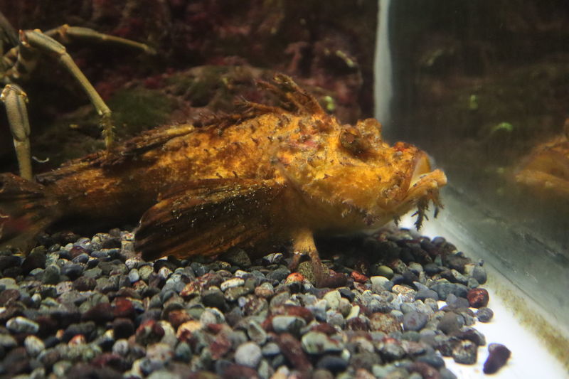 水族館魚図鑑-オニオコゼ(Inimicus japonicus) - 動物園&水族館に行