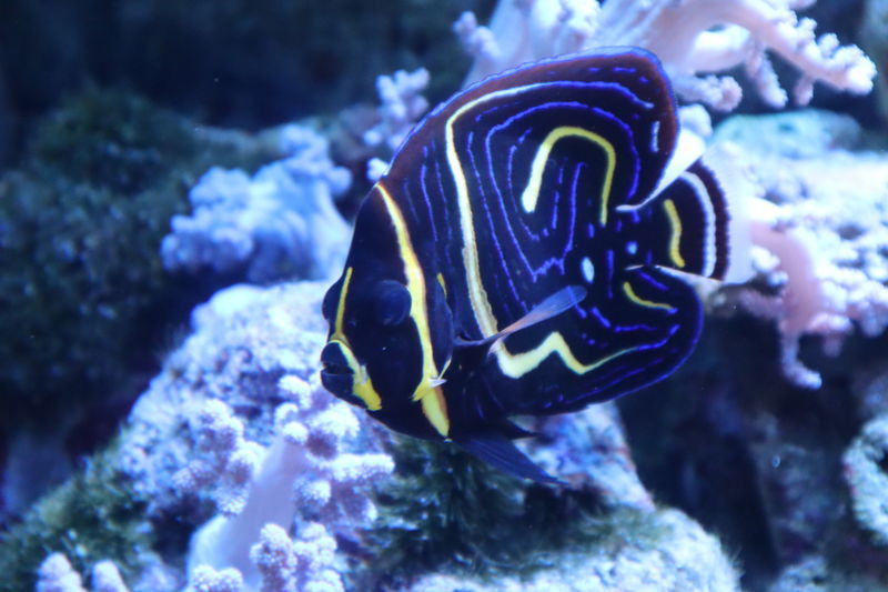 f:id:itsuwalove777:20210228031334j:plain