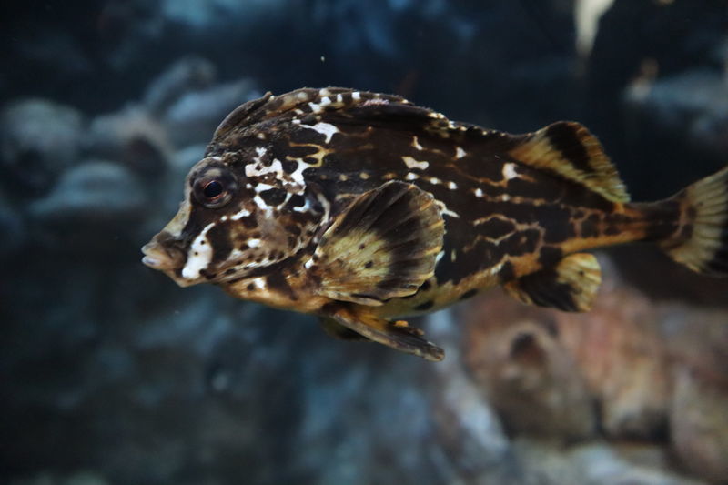 f:id:itsuwalove777:20210228031830j:plain