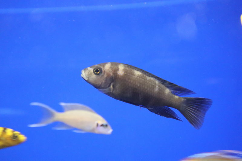 f:id:itsuwalove777:20210228032102j:plain