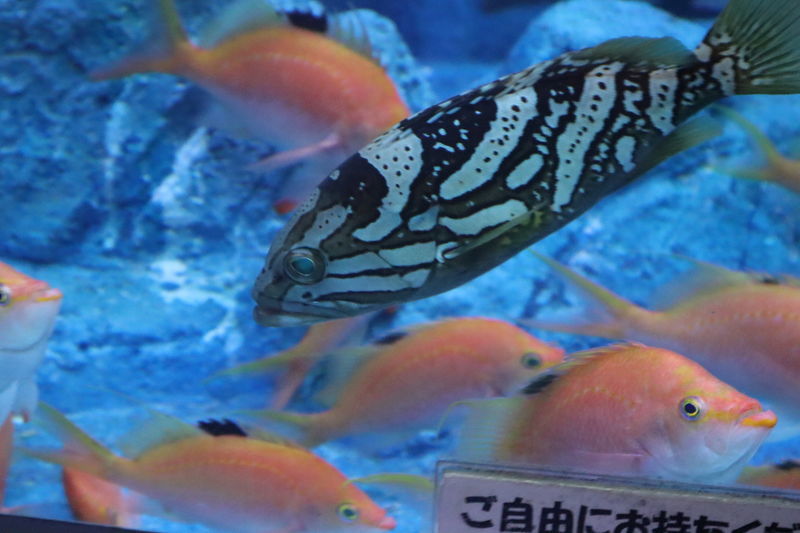 f:id:itsuwalove777:20210228035118j:plain
