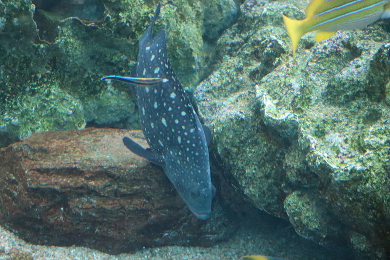 f:id:itsuwalove777:20210228035537j:plain