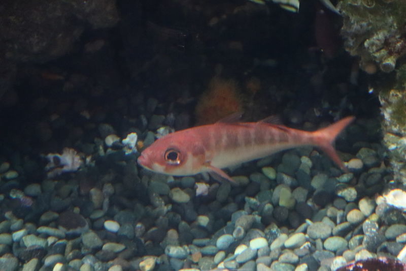 f:id:itsuwalove777:20210228040133j:plain