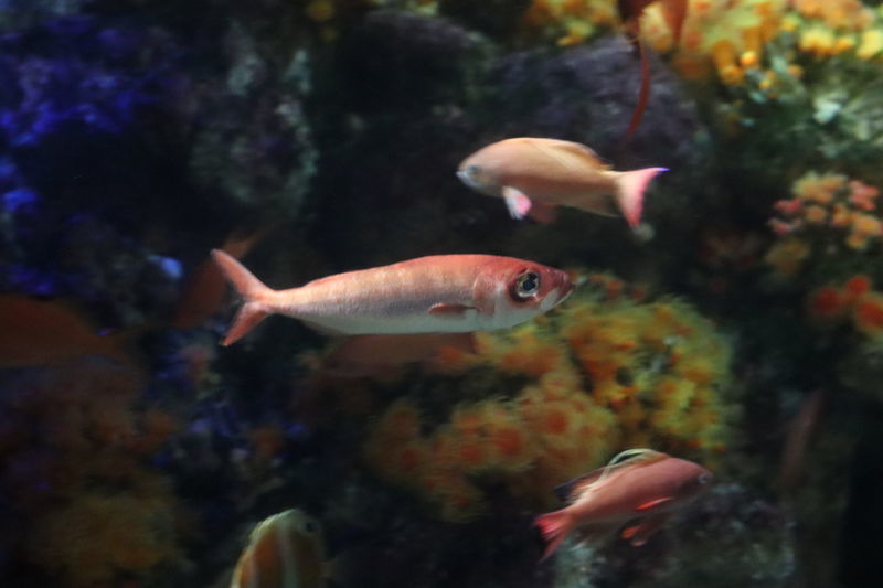 f:id:itsuwalove777:20210228040144j:plain