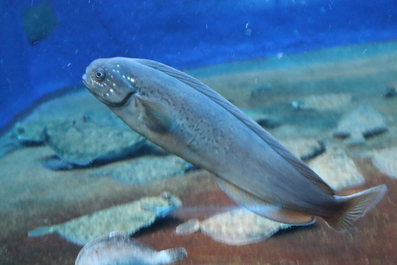 f:id:itsuwalove777:20210228041624j:plain