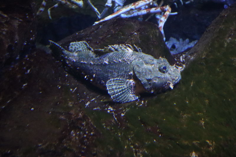 f:id:itsuwalove777:20210228041649j:plain