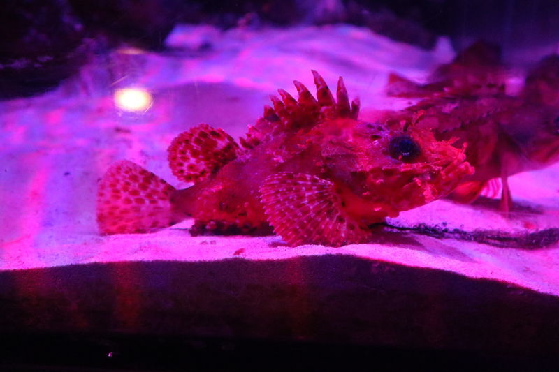 f:id:itsuwalove777:20210228041828j:plain