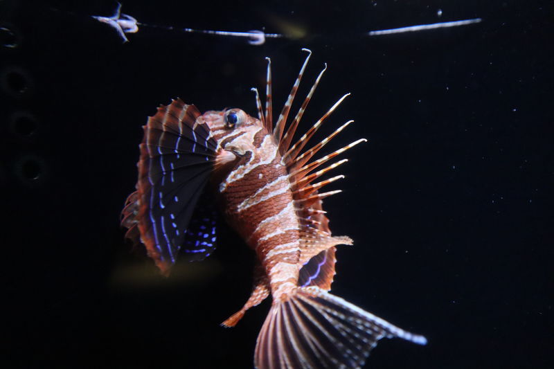 f:id:itsuwalove777:20210228042242j:plain