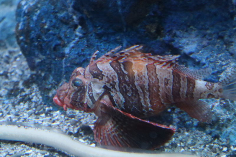 f:id:itsuwalove777:20210228042330j:plain