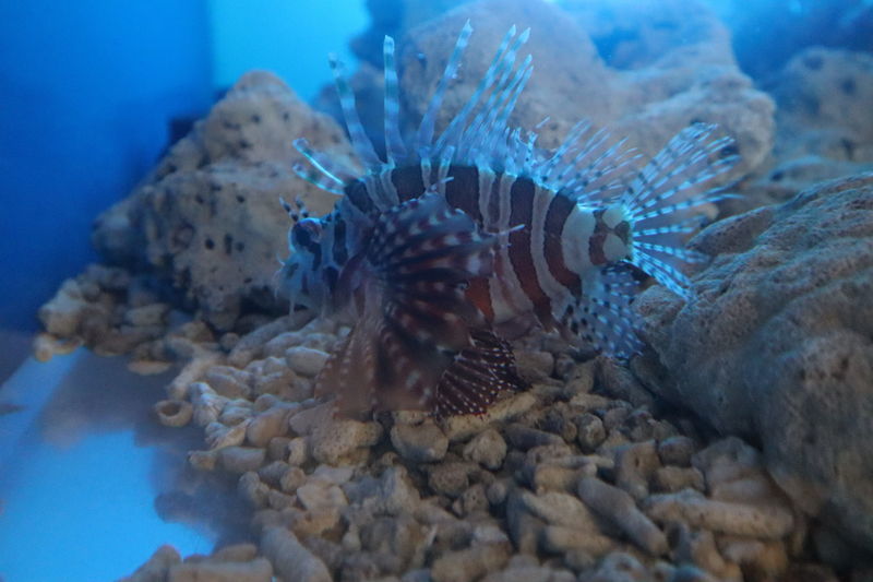 f:id:itsuwalove777:20210228042405j:plain