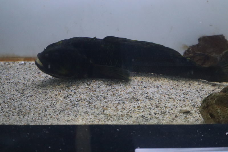 水族館魚図鑑 イエローベリーロックコッド Notothenia Coriiceps 動物園 水族館に行こう