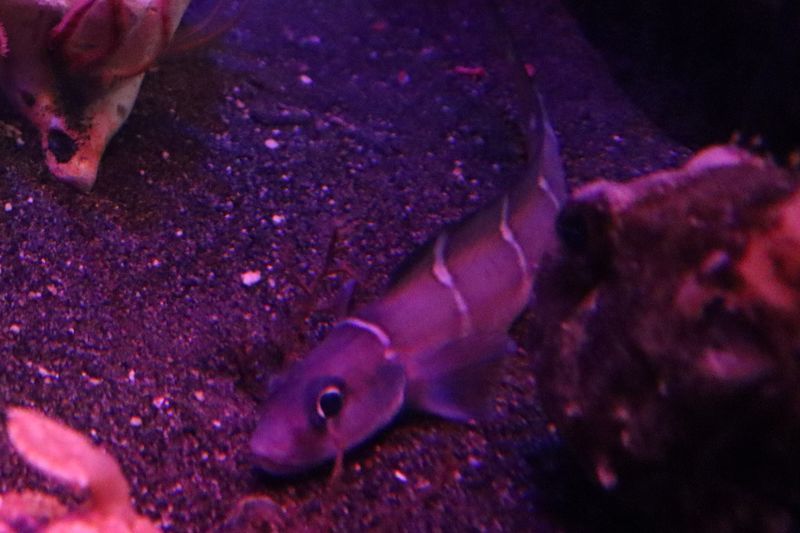 水族館魚図鑑 ヨコスジクロゲンゲ Lycodes Hubbsi 動物園 水族館に行こう 水族館魚図鑑 ヨコスジクロゲンゲ Lycodes Hubbsi 動物園 水族館に行こう