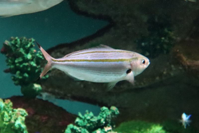 f:id:itsuwalove777:20210301234930j:plain