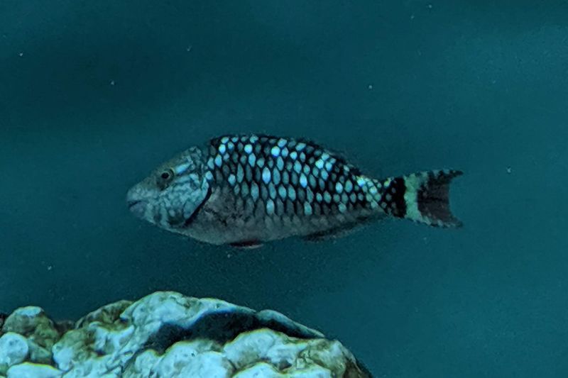 水族館魚図鑑 ストップライトパロットフィッシュ Sparisoma Viride 動物園 水族館に行こう 水族館魚図鑑 ストップライトパロットフィッシュ Sparisoma Viride 動物園 水族館に行こう