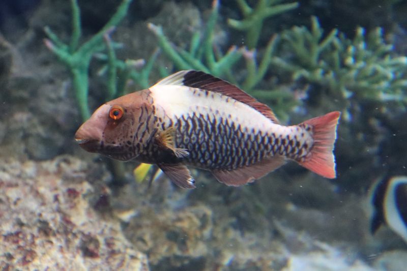 f:id:itsuwalove777:20210305193320j:plain