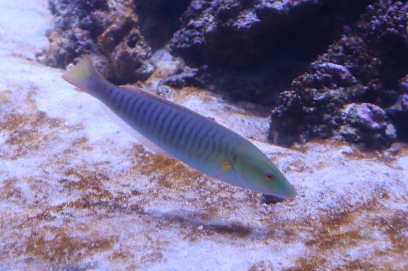 f:id:itsuwalove777:20210306010726j:plain