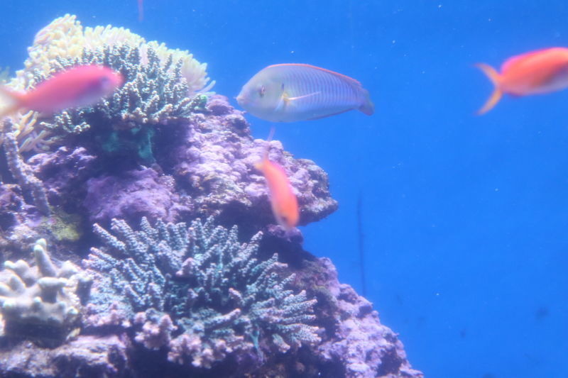 f:id:itsuwalove777:20210306010736j:plain