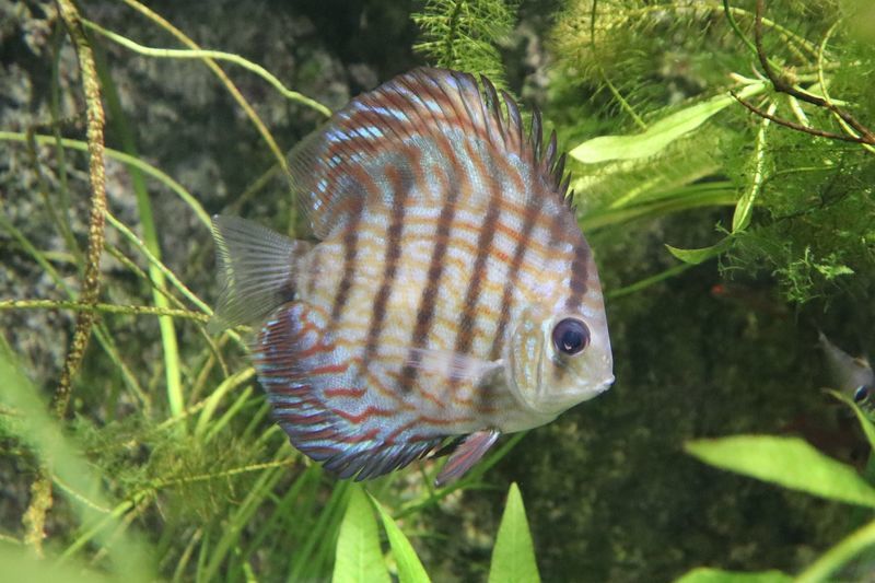 水族館魚図鑑-ディスカス(Symphysodon aequifasciata) - 動物園&水族館