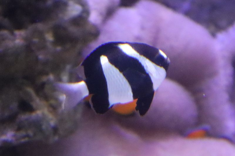 f:id:itsuwalove777:20210309214245j:plain