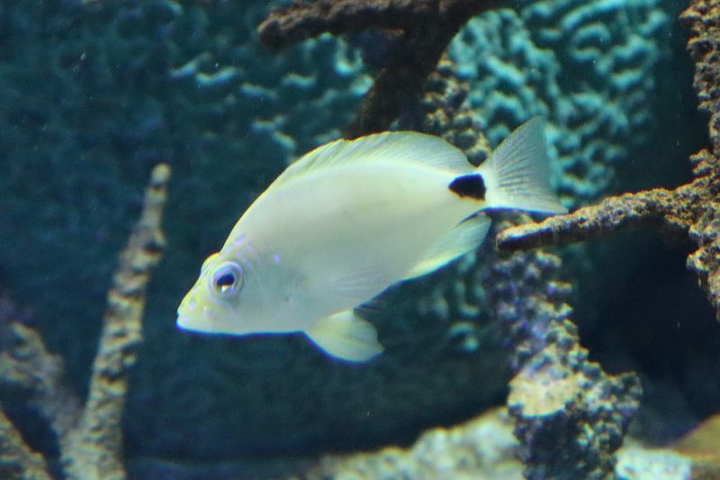 f:id:itsuwalove777:20210311125839j:plain