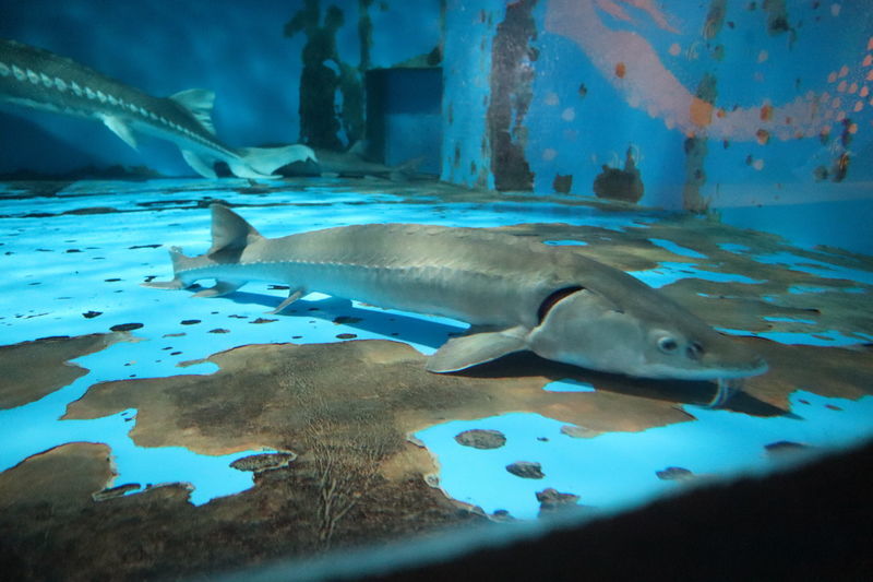 水族館魚図鑑 ミズウミチョウザメ Acipenser Fulvescens 動物園 水族館に行こう