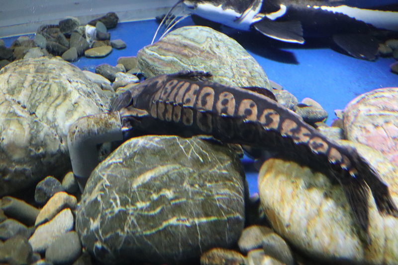 水族館魚図鑑-メガロドラス(Megalodoras uranoscopus) - 動物園&水族館