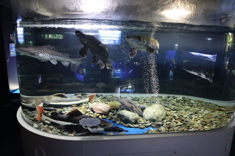 f:id:itsuwalove777:20210315021131j:plain