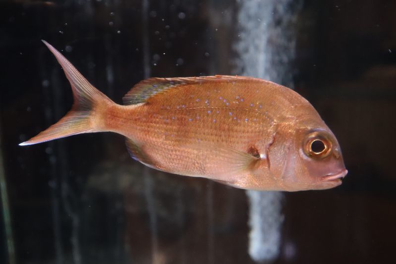 f:id:itsuwalove777:20210315123958j:plain