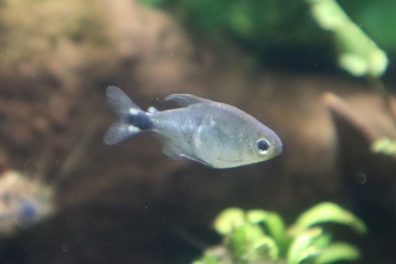 f:id:itsuwalove777:20210315215604j:plain