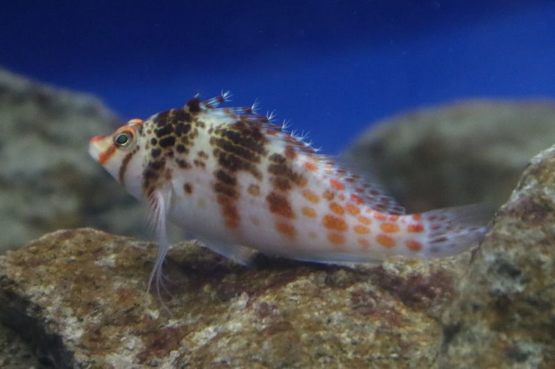 f:id:itsuwalove777:20210325071434j:plain