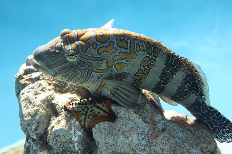 f:id:itsuwalove777:20210326081534j:plain