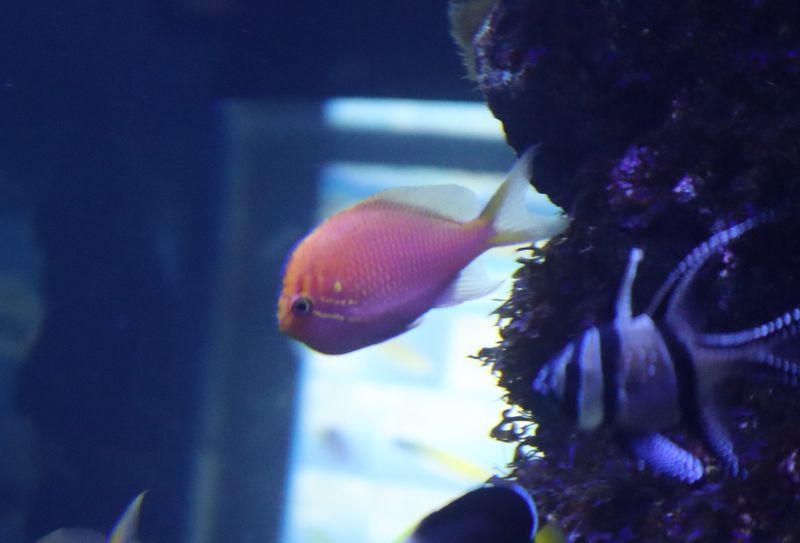 f:id:itsuwalove777:20210326083043j:plain