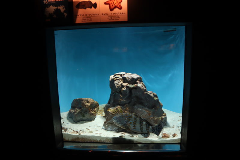 f:id:itsuwalove777:20210327161306j:plain