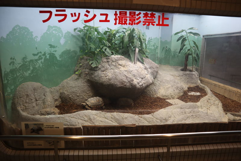 f:id:itsuwalove777:20210408201011j:plain