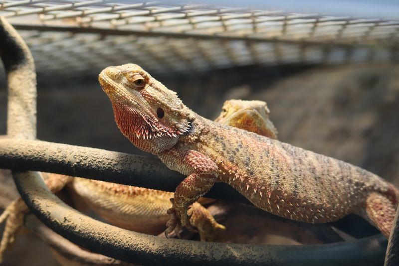 フトアゴヒゲトカゲ 動物園・水族館爬虫類図鑑-フトアゴヒゲトカゲ(Pogona vitticeps