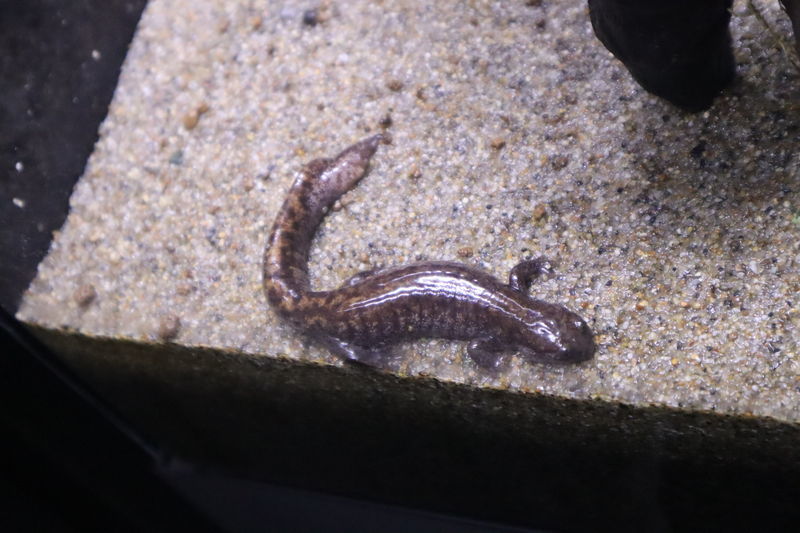 動物園 水族館両生類図鑑 トウキョウサンショウウオ Hynobius Tokyoensis 動物園 水族館に行こう 動物園 水族館両生類図鑑 トウキョウサンショウウオ Hynobius Tokyoensis 動物園 水族館に行こう