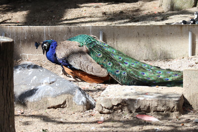 動物園鳥図鑑 インドクジャク Pavo Cristatus 動物園 水族館に行こう 動物園鳥図鑑 インドクジャク Pavo Cristatus 動物園 水族館に行こう