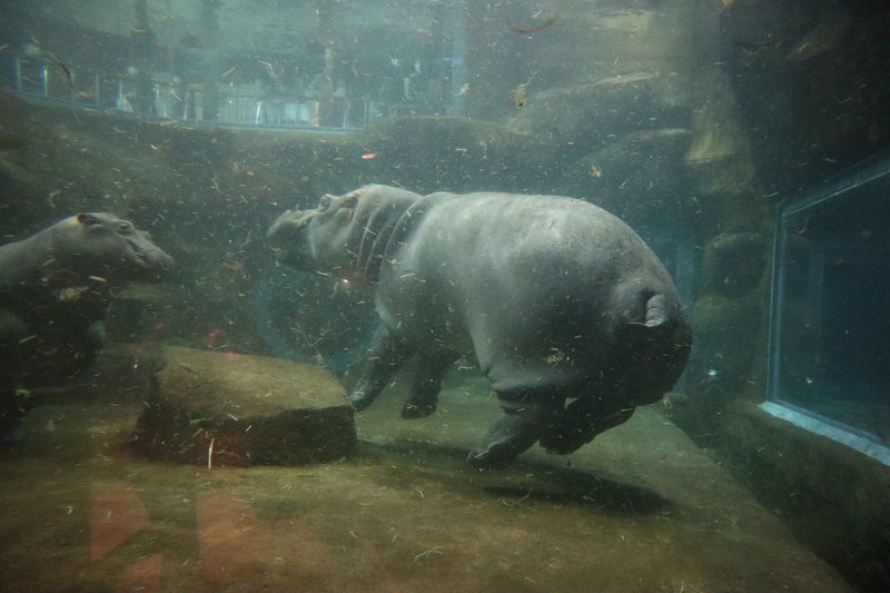 動物図鑑-カバ(Hippopotamus amphibius) - 動物園&水族館に行こう！！