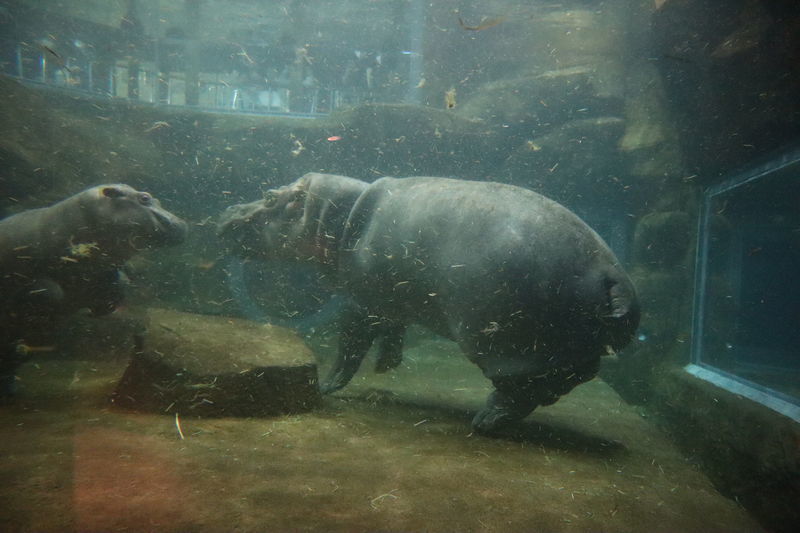 動物図鑑-カバ(Hippopotamus amphibius) - 動物園&水族館に行こう！！